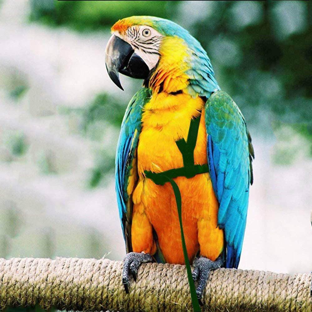 Bird Freedom Harness: Fly And Explore With Your Feathered Friend